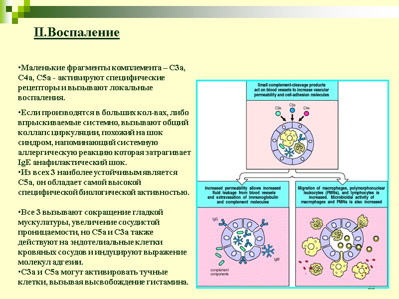 22 II.Воспаление Маленькие фрагменты комплемента – C3a, C4a, C5a - активируют специфические рецепторы и
